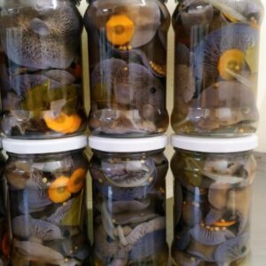 Gąsówka marynowana